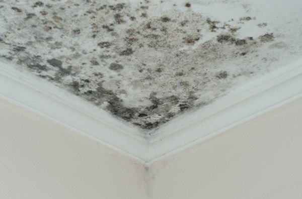 ceiling mould