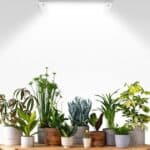 Solatube skylight installation with natural light streaming onto indoor plants
