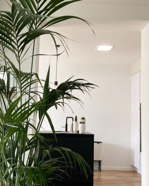 A dark hallway with plants and skylight to improve lighting